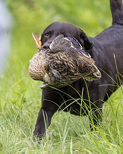 Otter Henry