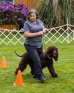 1101 - FINNIBONE'S CUZ MAMA CAN RE DS DJA CGC TKN VHMA (Mama Cass)