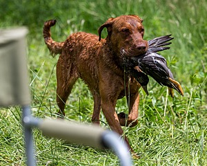 20170603-SHRW-1857.jpg