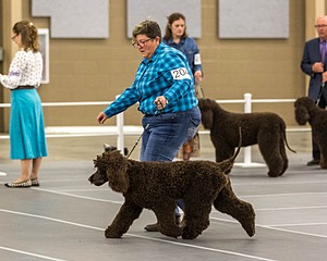 204 - CH Brekkon’s Brown Eyed Girl At Flintcrest DJ CGC TKN FTI