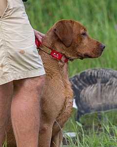 Case Barnette