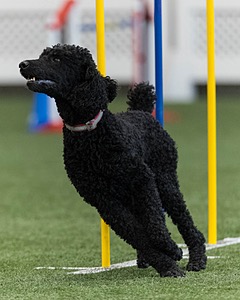 Kai Thorpe