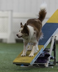 Furgus Standish