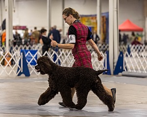12 - GCH EPIK'S IN OMNIA PARATUS CGC ATT BCAT (Myna)