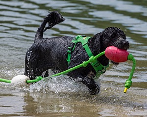 Ebony Fernandino