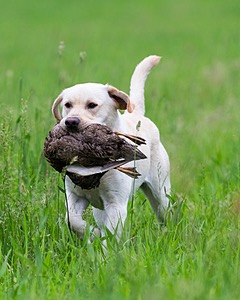 Goose