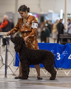 15 - CH POOLE'S IDE DARK KNIGHT (Oscar)