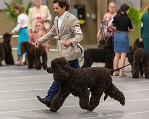 201 - CH Realta & Sycomore O’Boy