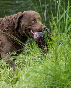 20170603-SHRW-1669.jpg