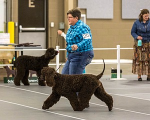 204 - CH Brekkon’s Brown Eyed Girl At Flintcrest DJ CGC TKN FTI