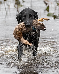 Splash Nettleton-Smilas