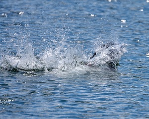 Epic Morawiec