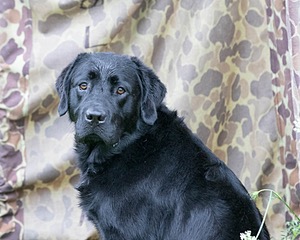 Ranger schuko