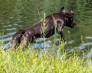 Goose Merrigan