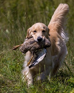 Miley Conrad