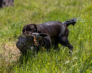 Otter Henry