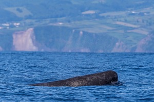 Sperm Whale