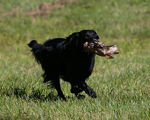 Bode Markle