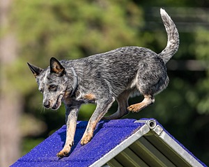 Bree Spetla