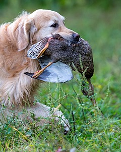 Ghillie Deresienska