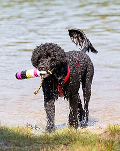 Phelps