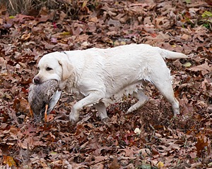 Taffy