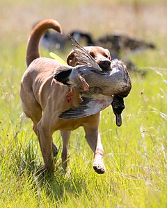 Gator Roche