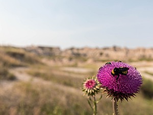 Thistle, Badlands National Park, South Dakota