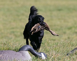 Gunner