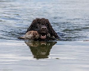 Ghillie