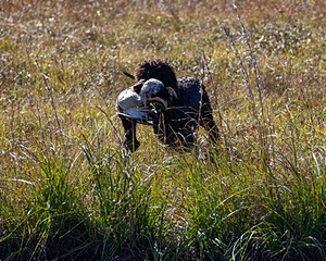 Ghillie Kezer