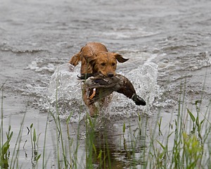 20080531-HRW-0209.jpg