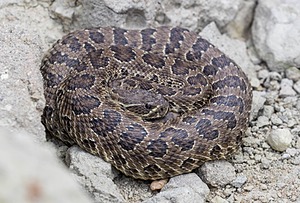 Prarie Rattlesnake, Badlands National Park, South Dakota