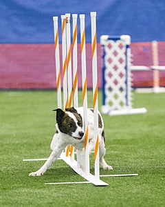 Brody Nearine