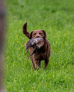 20170603-SHRL-0931.jpg