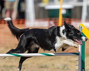 20160619-CCKC-1811.jpg