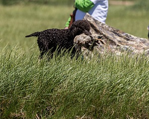 Ghillie