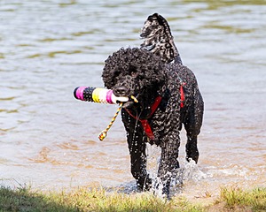 Phelps