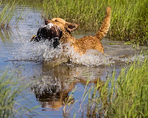 Odie