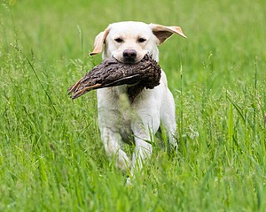 Goose