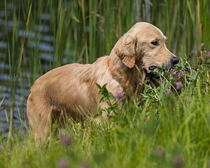 Meadow Houston