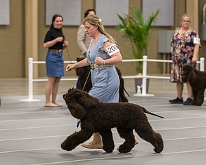 200 - GCH CH Poole’s Ide By Design