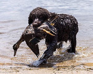 Ghillie