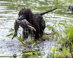 Ghillie Kezer