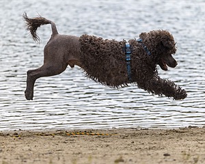 Smudge Lefebvre