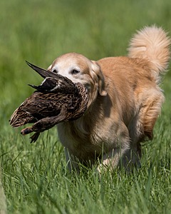 Blaze Morgan