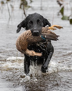 Splash Nettleton-Smilas