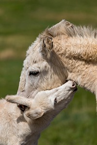 Burros, Custer State Park, South Dakota