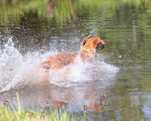 Gator Roche