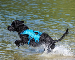 Boaty Belicose